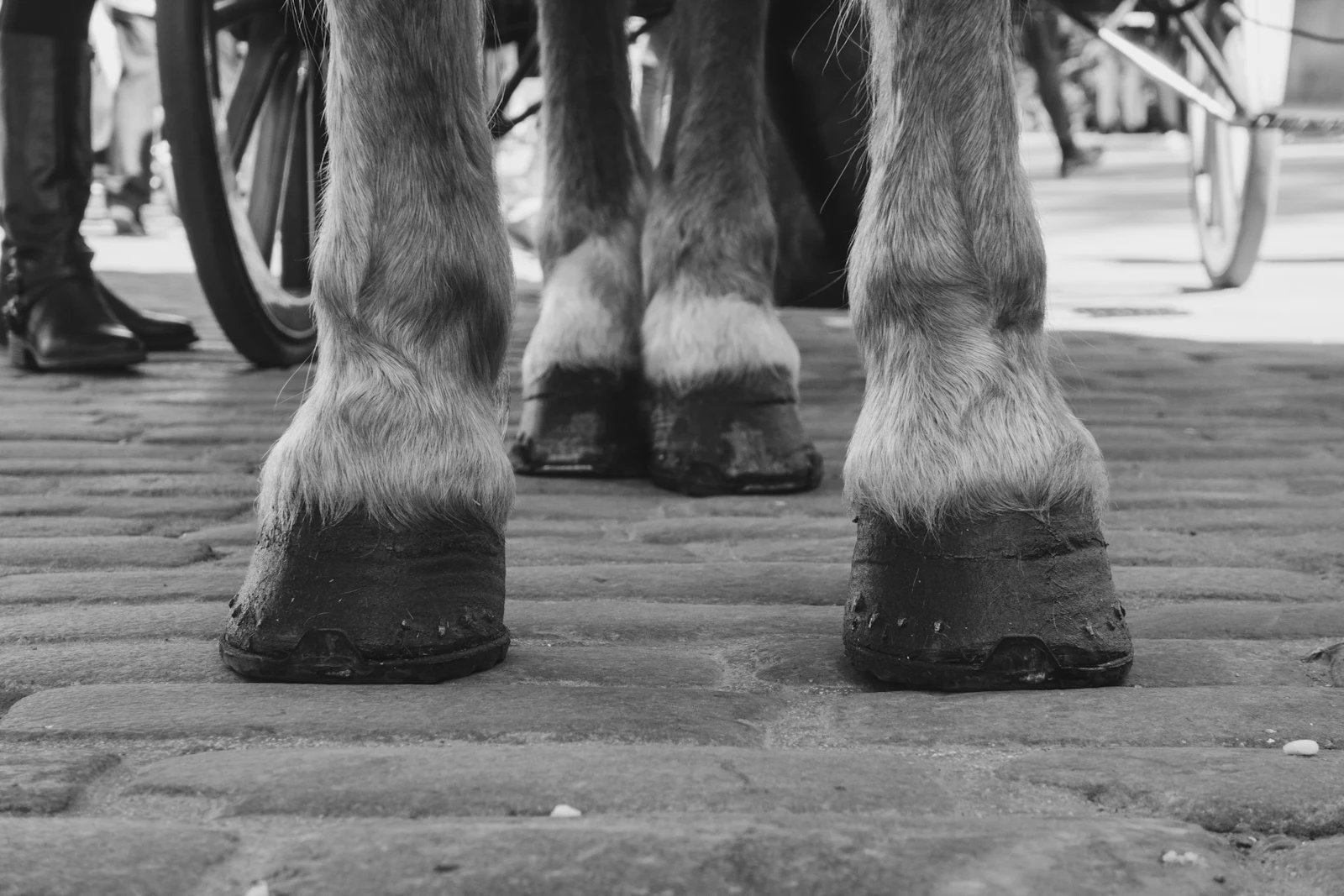 Close-up of a draft horse's hooves standing on paving stones