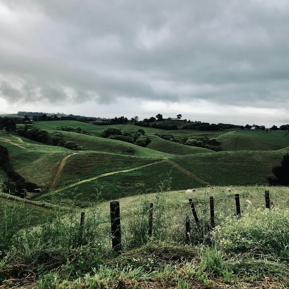 campo verde bajo el cielo gris