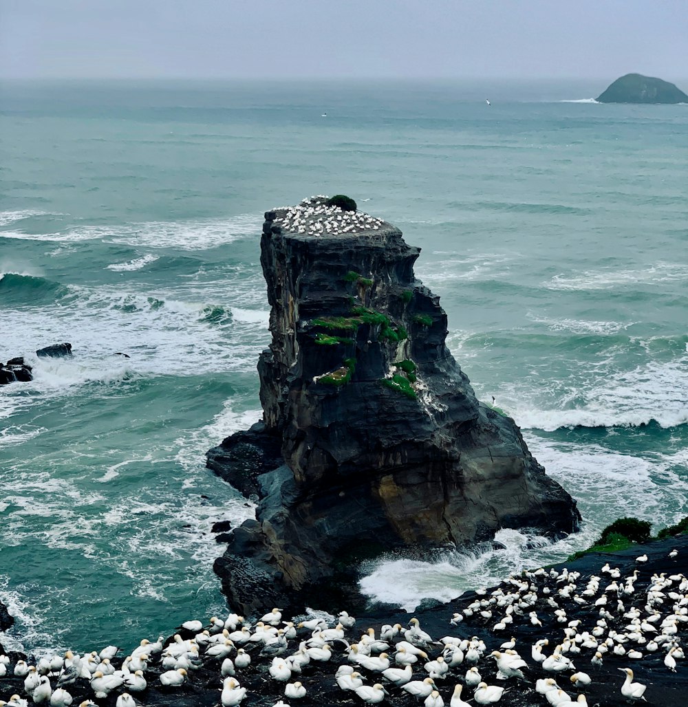 photography of birds beside seashore during daytime