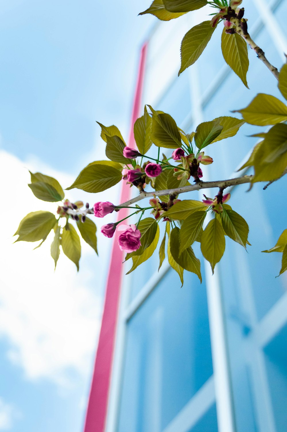 pink flower petals on a tree