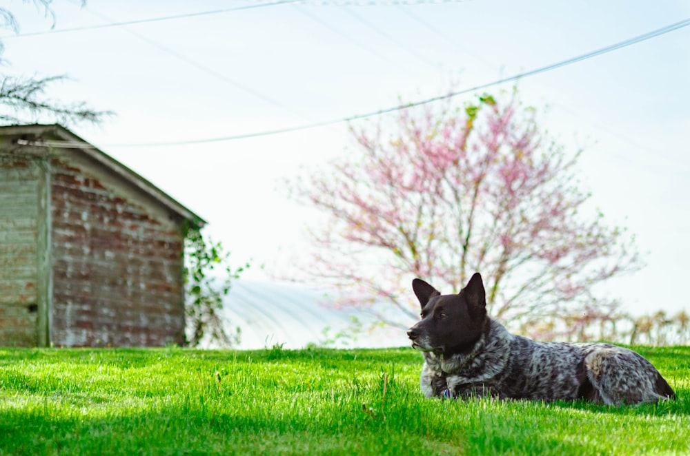 adult short-coated black and brown dog