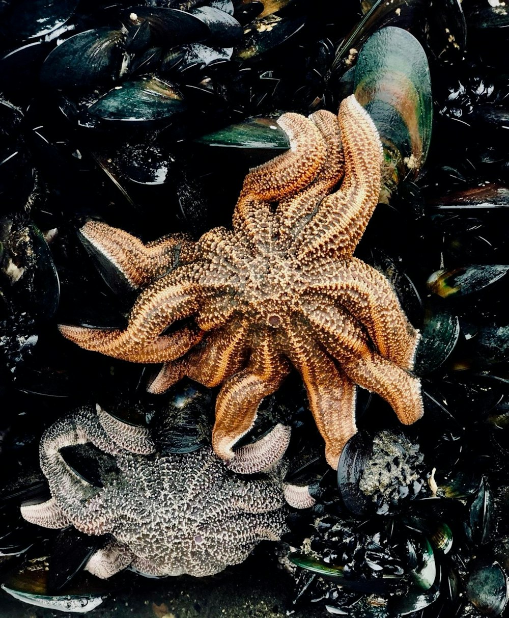 brown sea creature