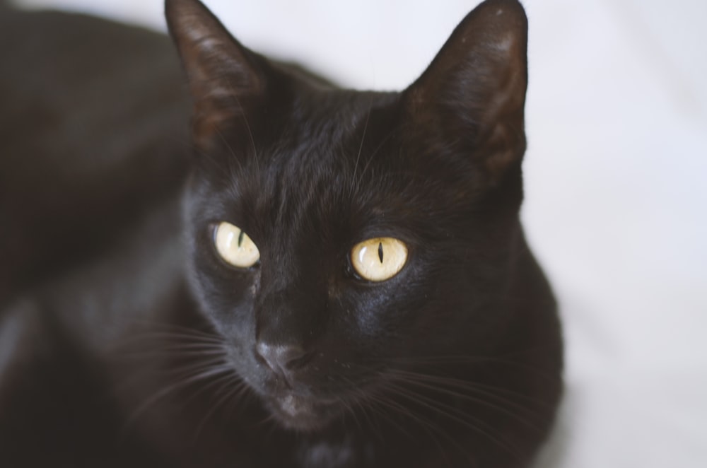 black cat with yellow eyes