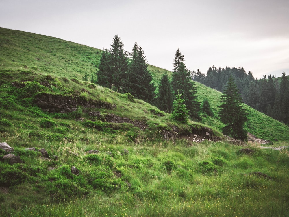 green leafed trees