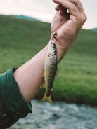 A close-up of a hand holding a fishing line with a small fish attached. The fish has a speckled pattern with brown spots and a mix of golden and silver scales. The background features a blurred landscape of green grass and a flowing stream.