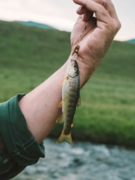 A close-up of a hand holding a fishing line with a small fish attached. The fish has a speckled pattern with brown spots and a mix of golden and silver scales. The background features a blurred landscape of green grass and a flowing stream.
