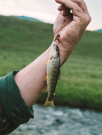 A close-up of a hand holding a fishing line with a small fish attached. The fish has a speckled pattern with brown spots and a mix of golden and silver scales. The background features a blurred landscape of green grass and a flowing stream.