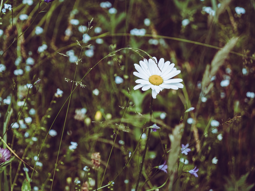 white flower in bloom