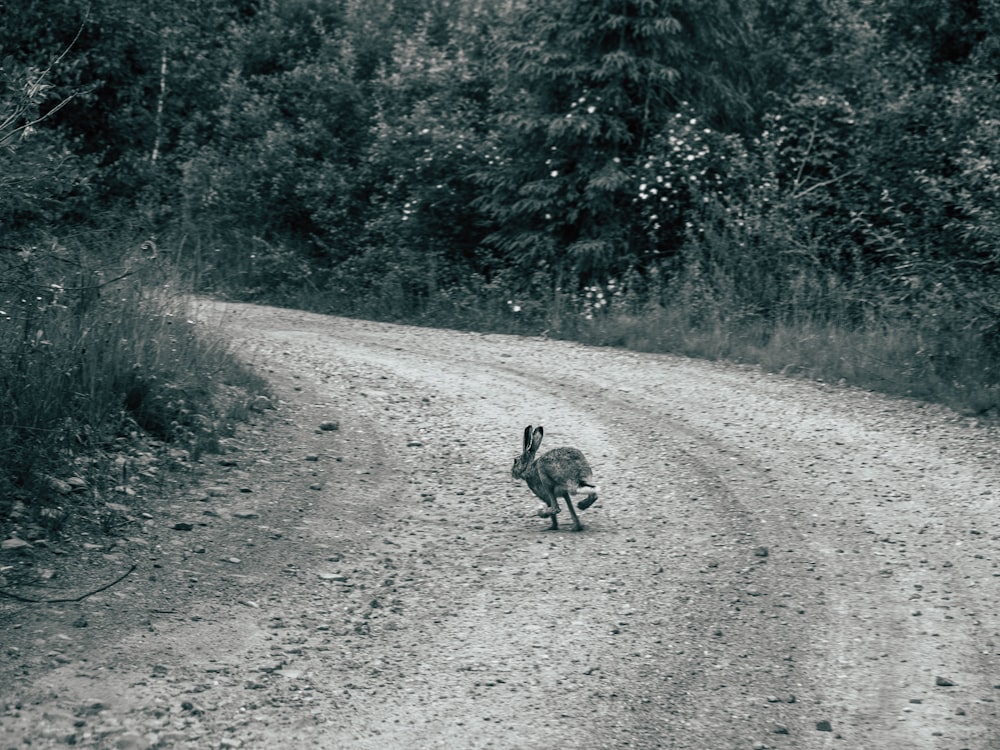 grayscale photography of rabbit on dirtroad