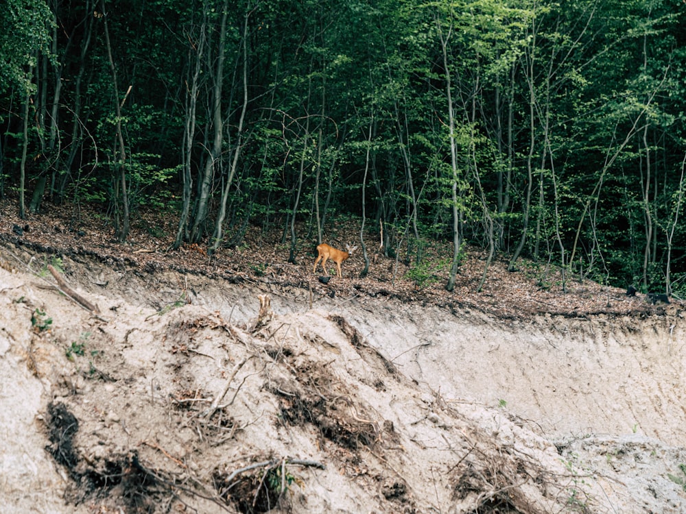 brown deer surrounded with tall and green trees during daytime