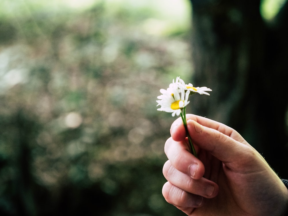 white daisy flower