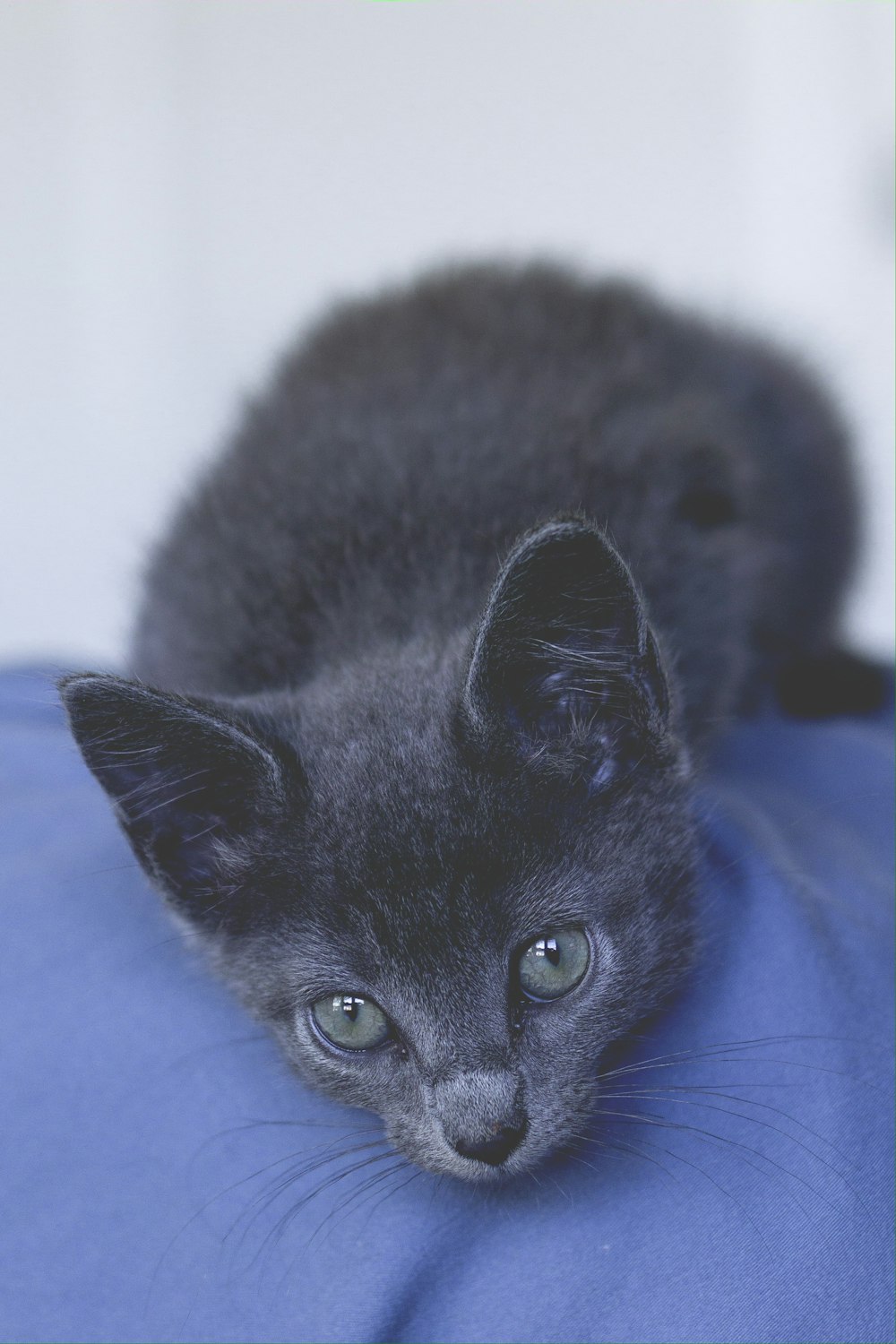 gray kitten on blue textile