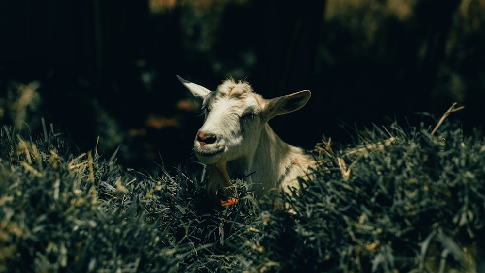 white goat on green plant during daytime