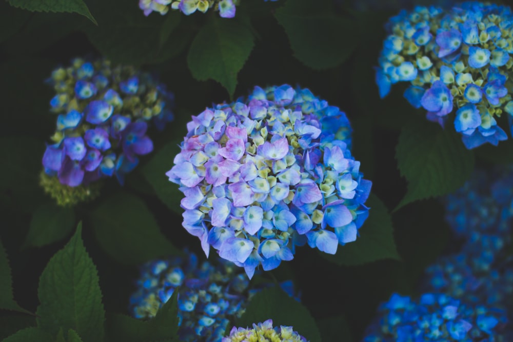 blue and yellow hydrangea flowers