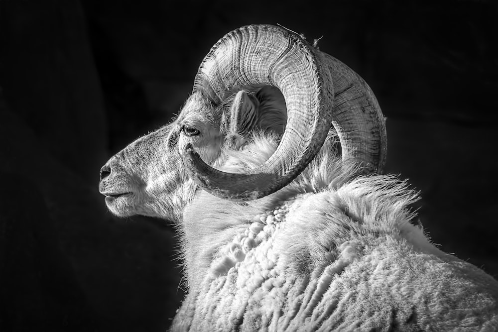 Fotografía en escala de grises de un animal carnero