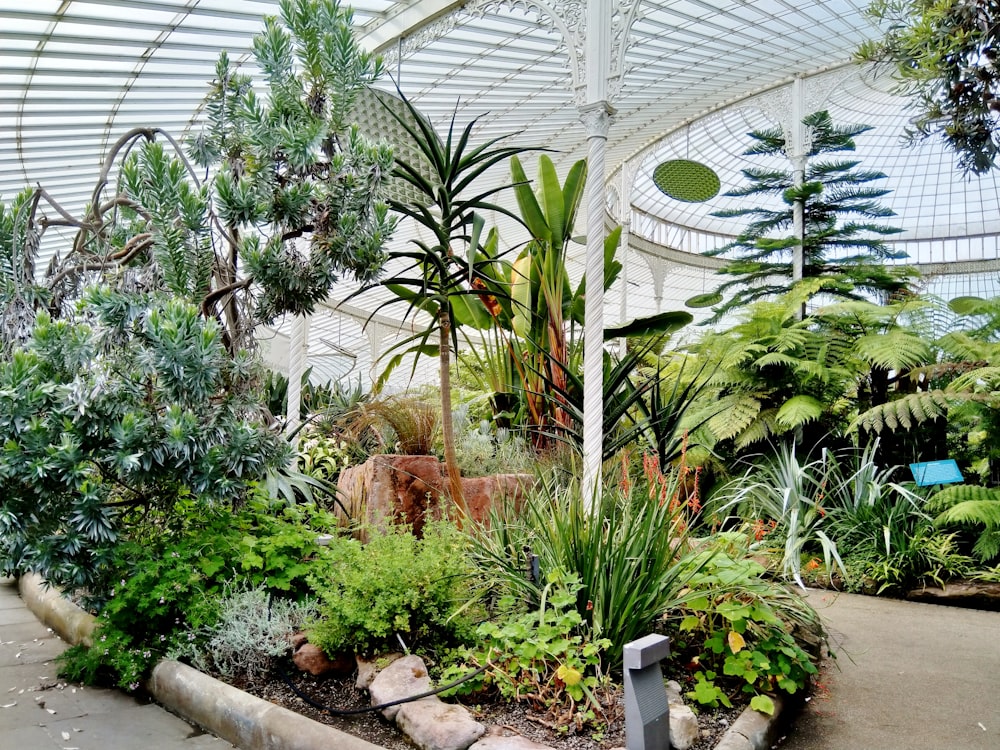 assorted plants inside greenhouse