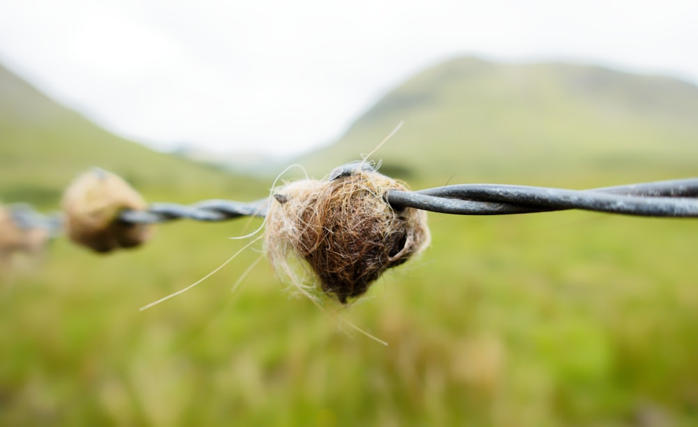 gray barb wire