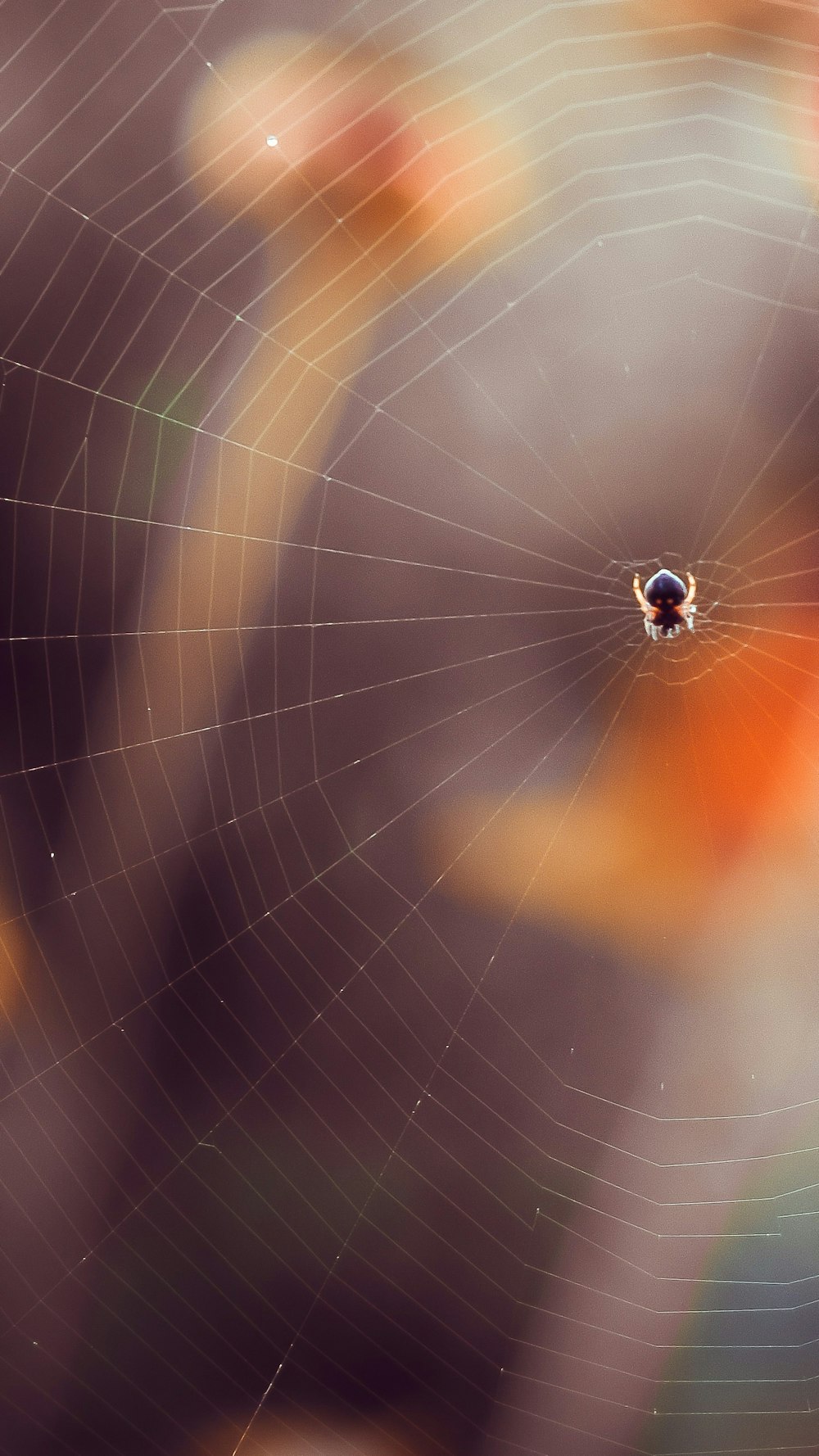 black spider on web