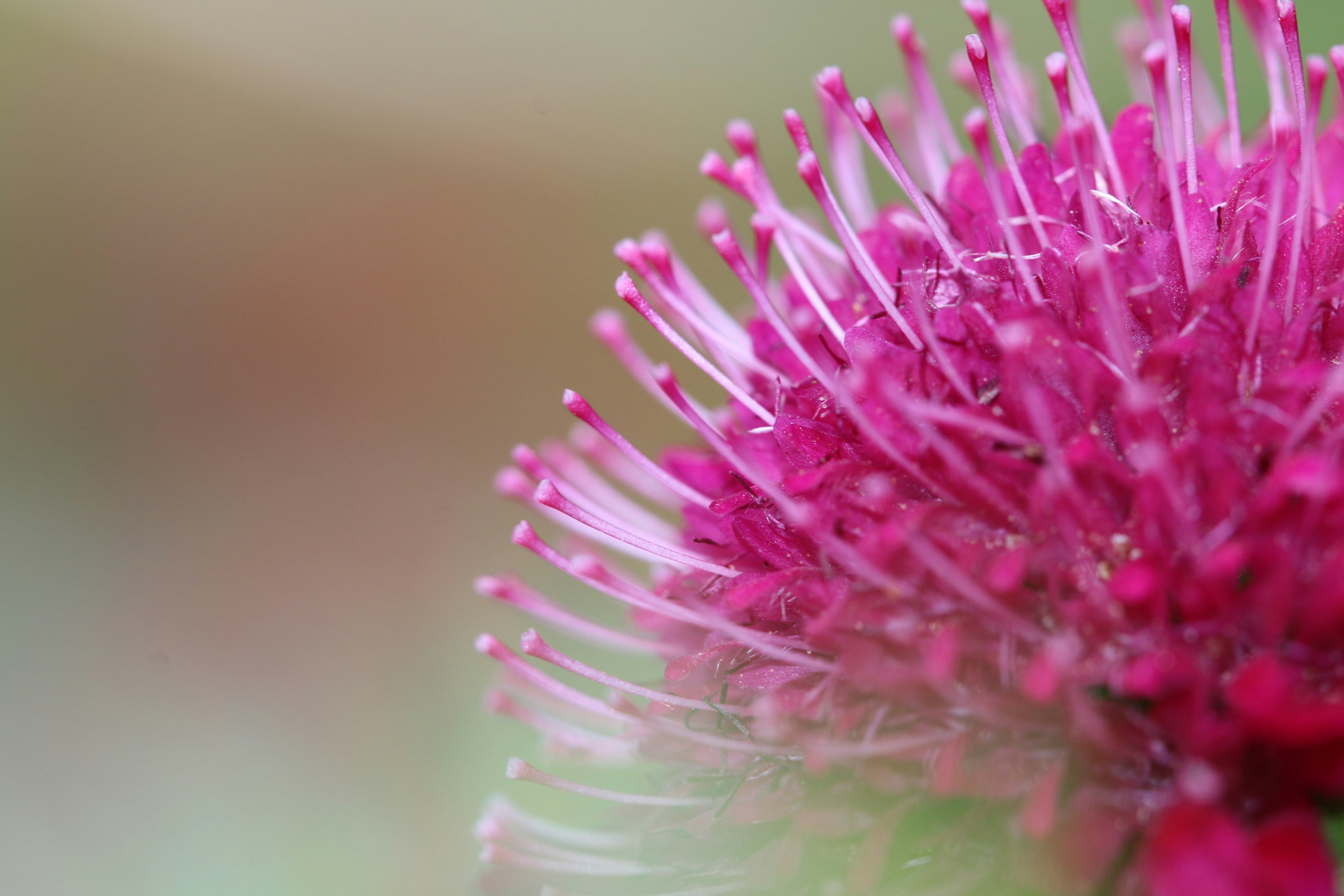 Photo by jeanneblanche