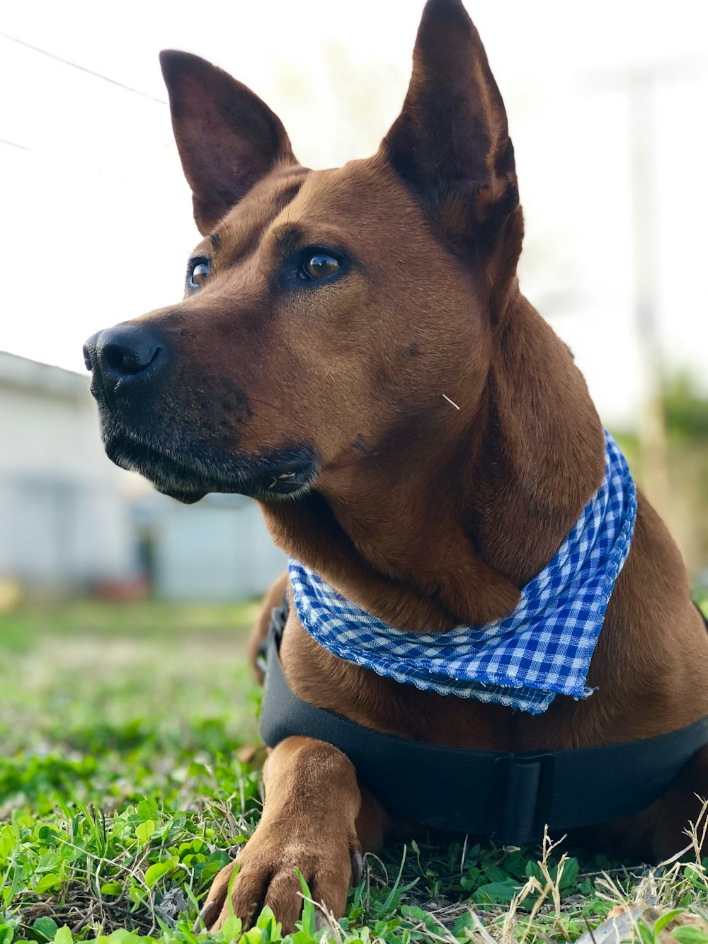 cão marrom de pelo curto reclinado na grama verde