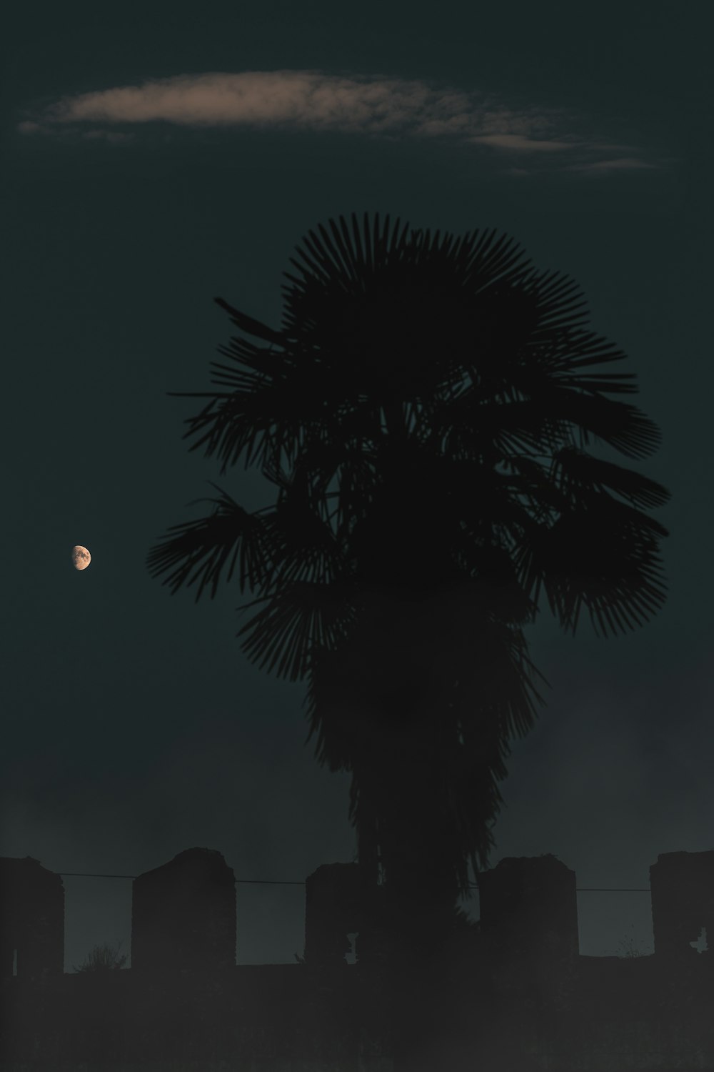 silhouette of palm tree