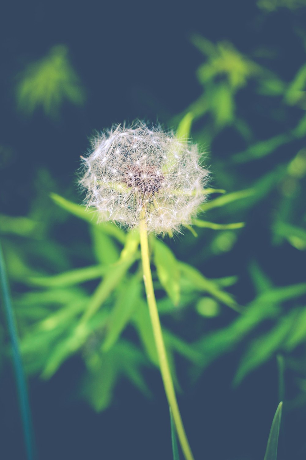 white dandelion