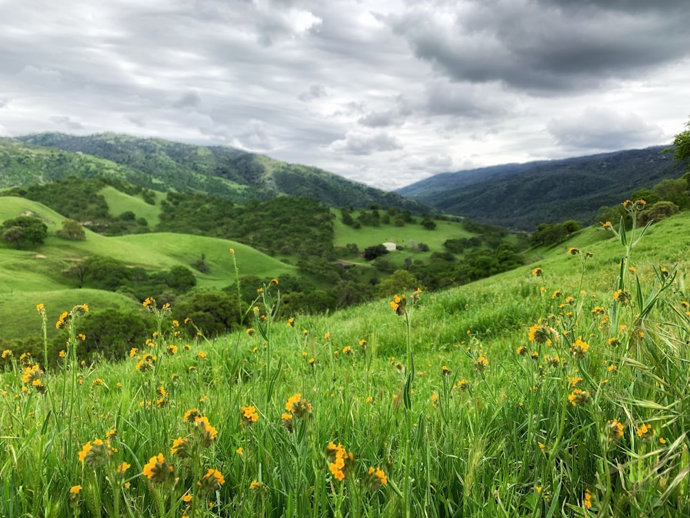 green grass field mountain scenery