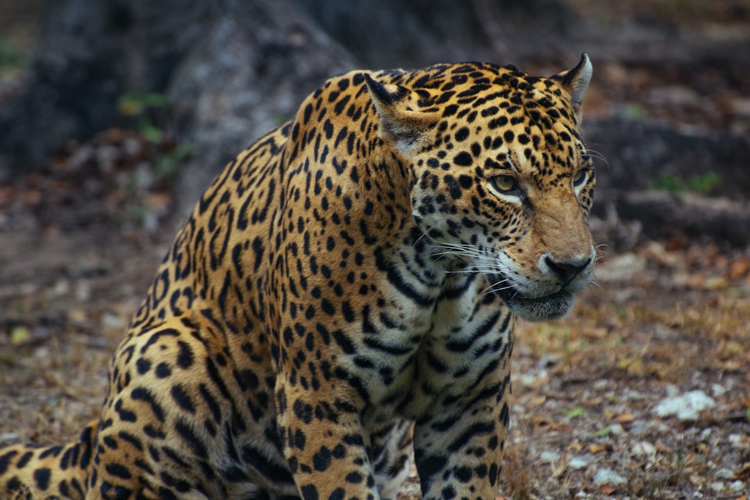 photo of brown and black tiger