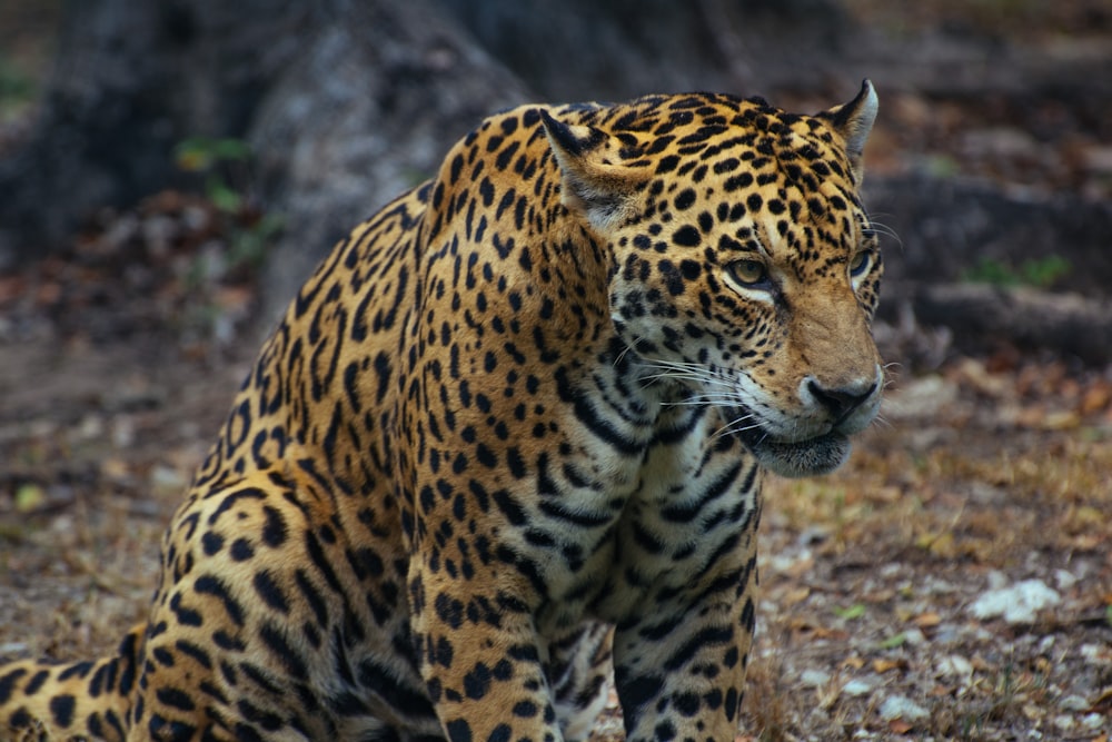 photo of brown and black tiger