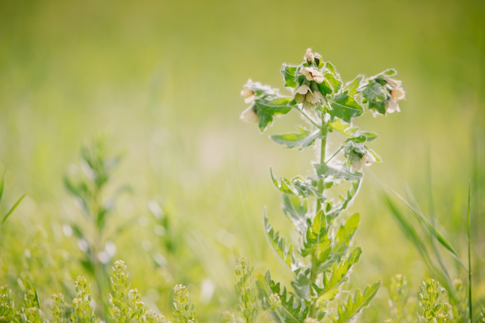 green leafed plant