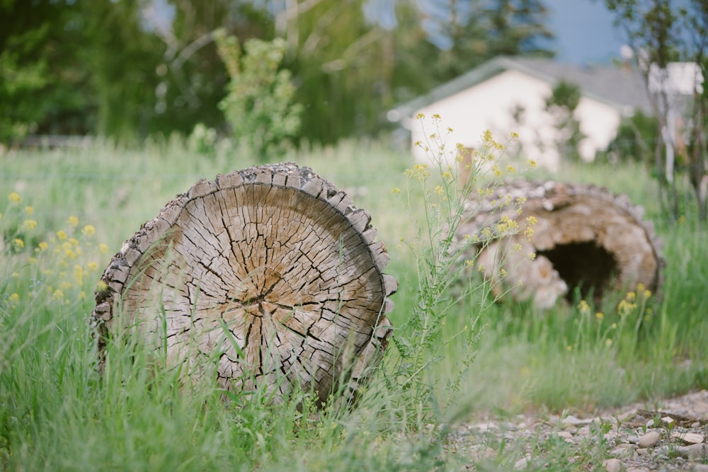 brown logs on grass