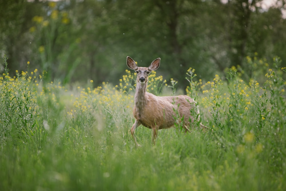 Braunhirsch steht auf grünem Grasfeld