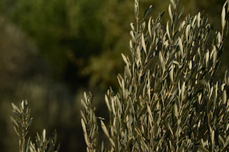 Close-up of olive trees growing on a gently sloping premium plot.