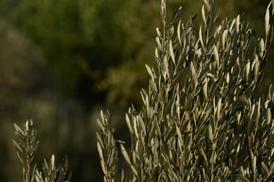 Close-up of olive trees growing on a gently sloping premium plot.