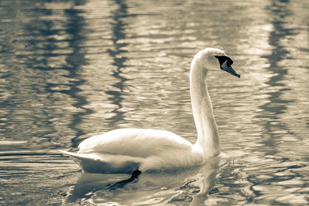 white duck on body of water