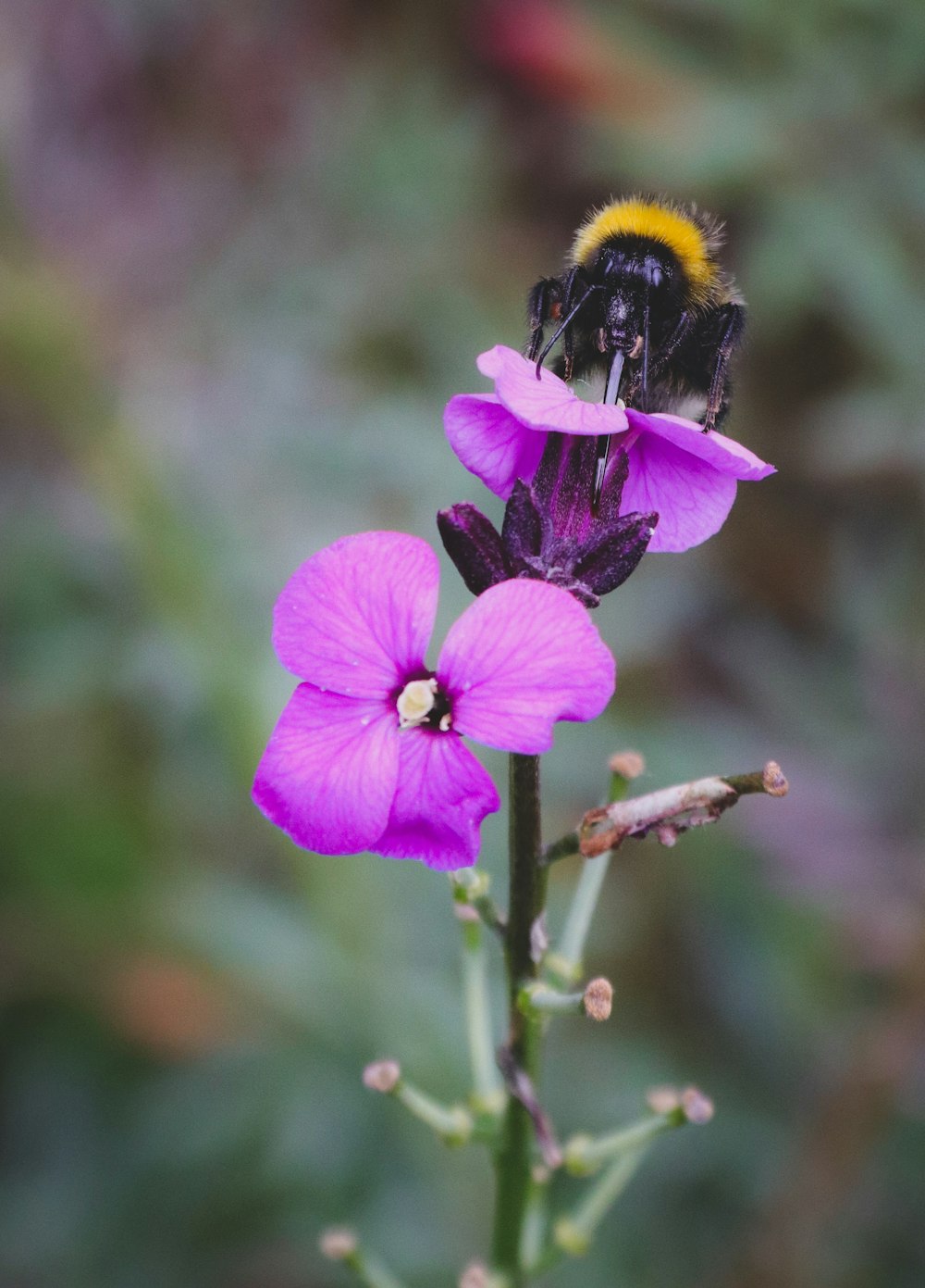 bumble bee perched on pink petaled flower selective focus photography