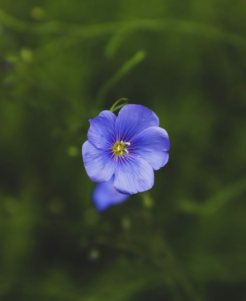 purple petaled flower