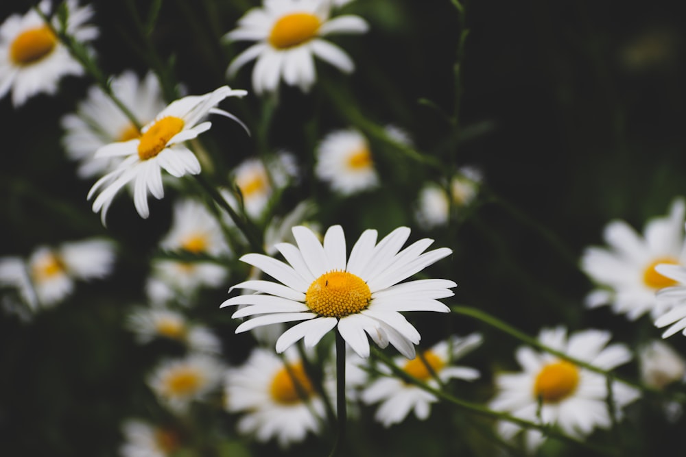 selective focus photography of white petaled flowers