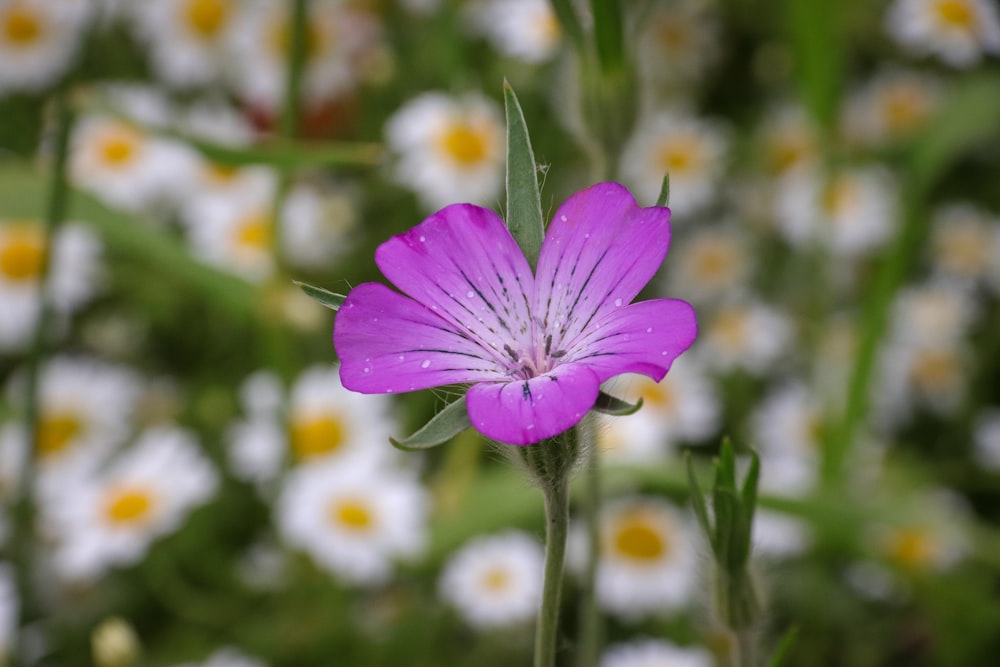 pink petaled flower bloom selective focus photography