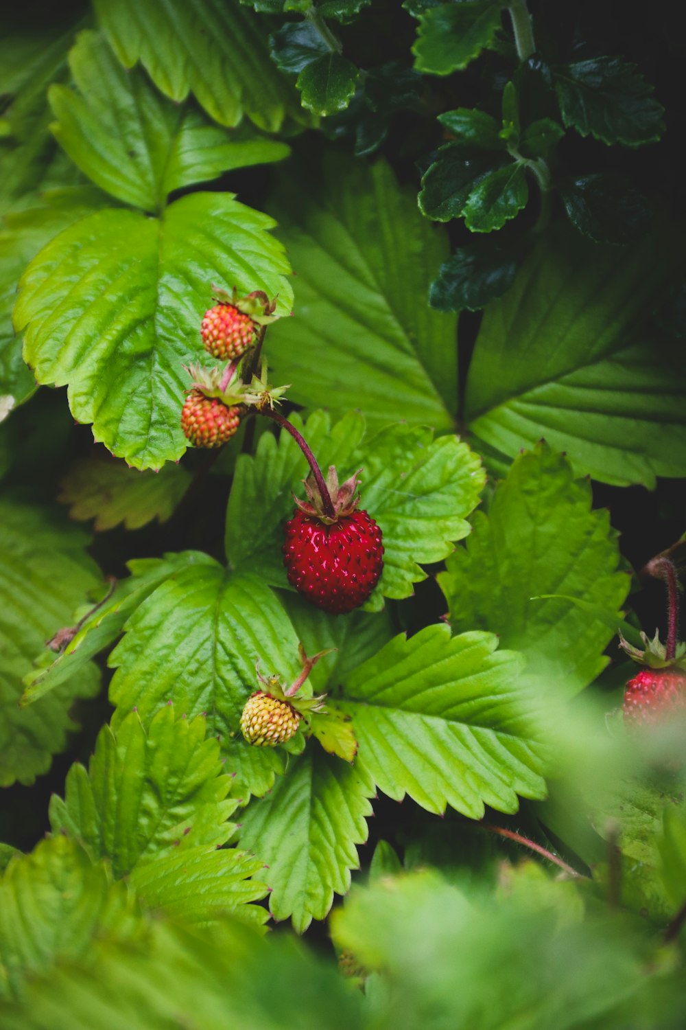 green plant on focus photography