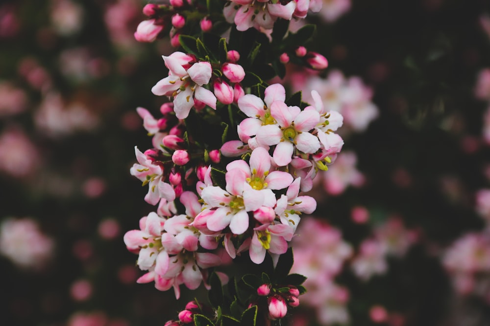 흰색과 분홍색 꽃