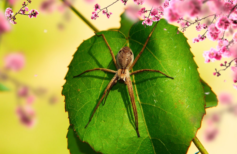 brown spider on green leaf