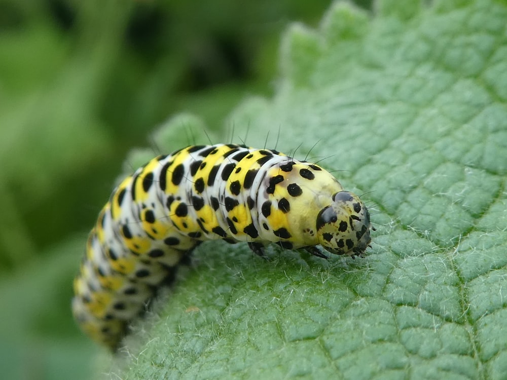 yellow worm in a green leaf close-up photography