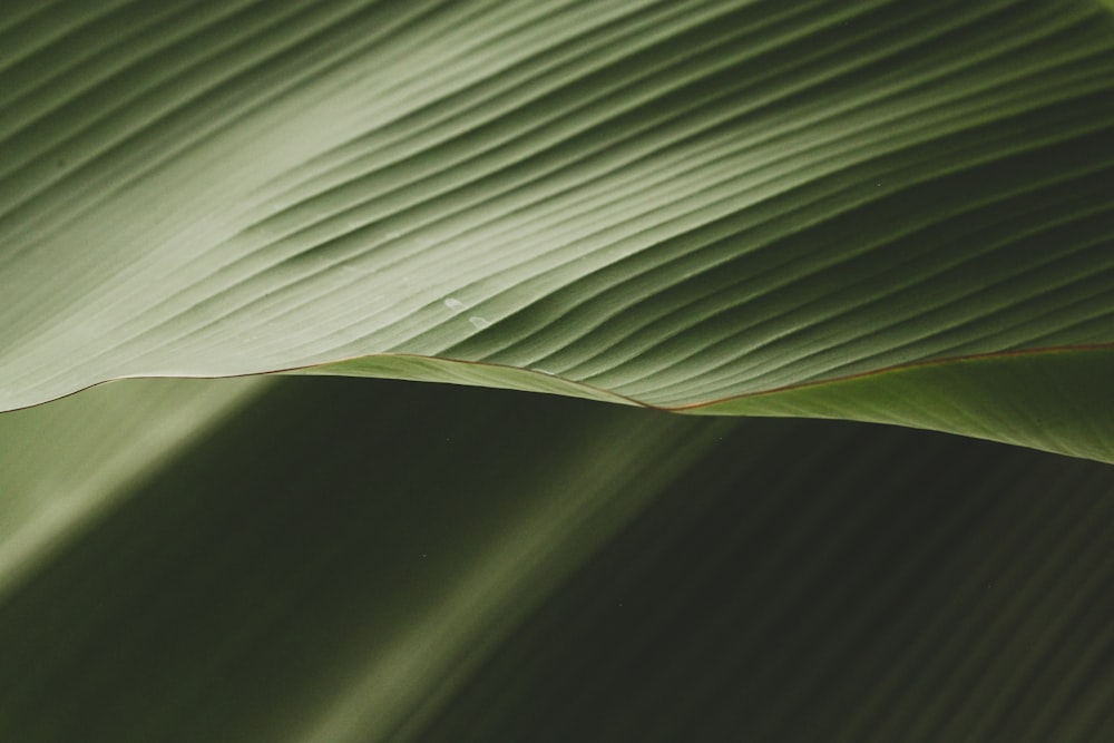 a close up of a large green leaf