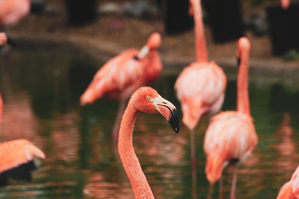 group of flamingos