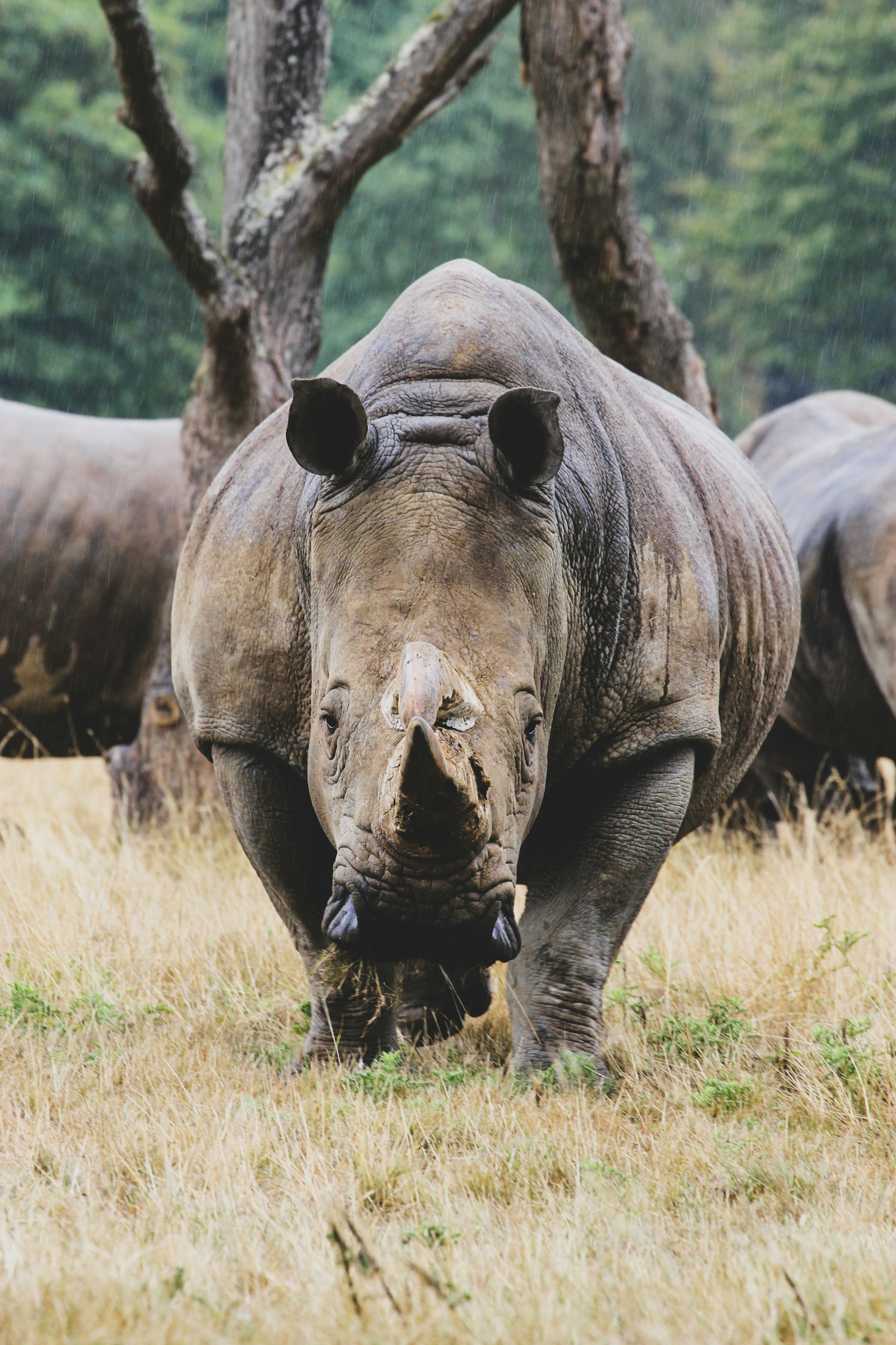 Canon EOS 550D (EOS Rebel T2i / EOS Kiss X4) + Canon EF 70-300mm F4-5.6L IS USM sample photo. Gray rhinoceros on focus photography