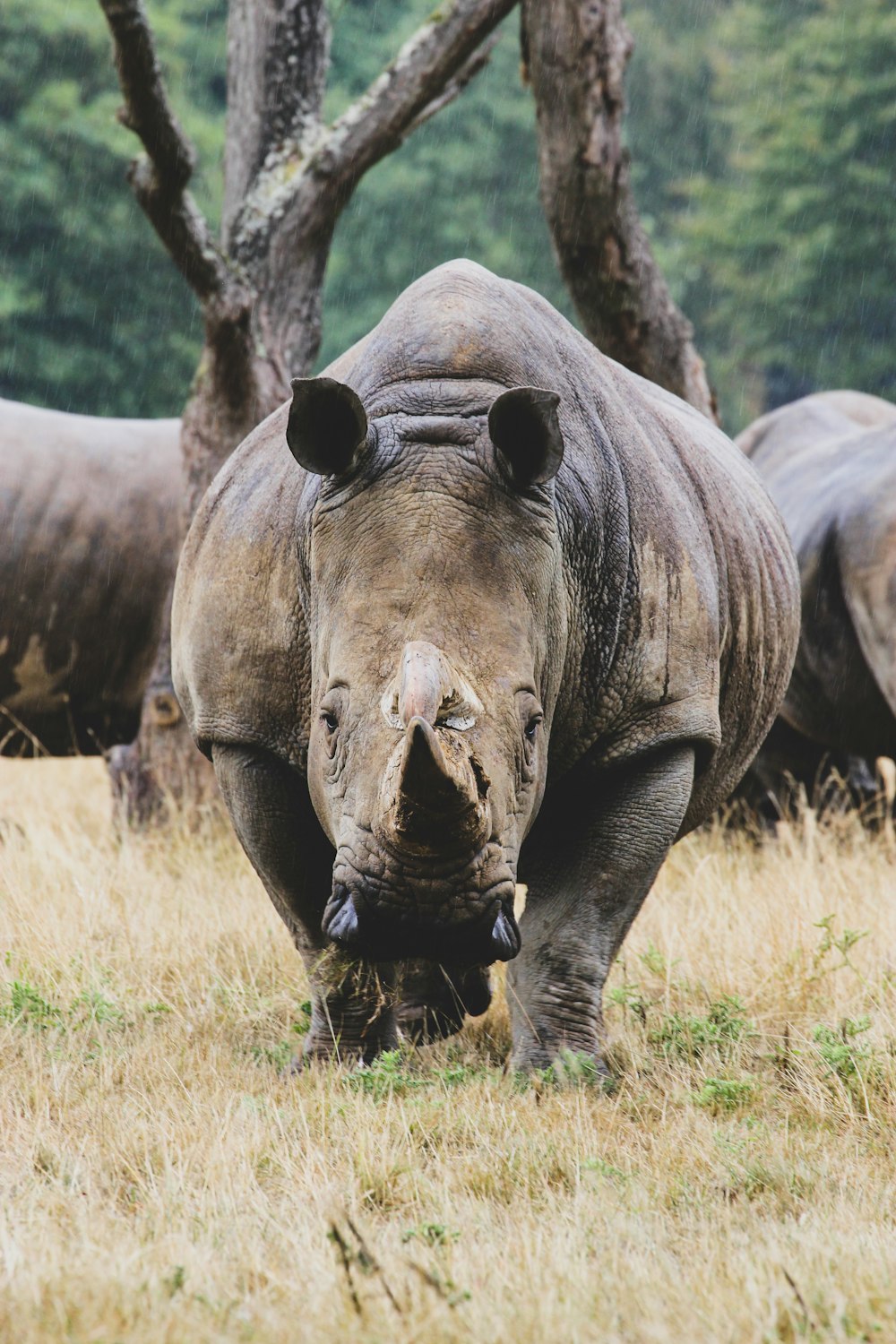 gray rhinoceros on focus photography