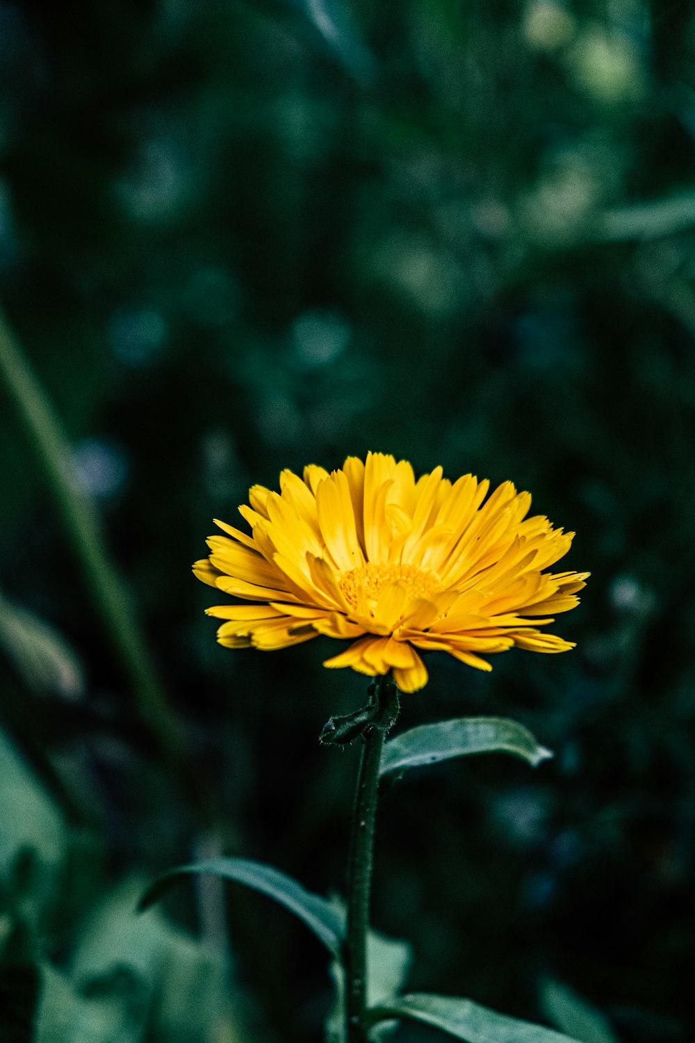 yellow flower close-up photography