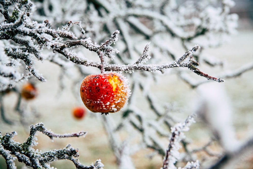 red apple on tree