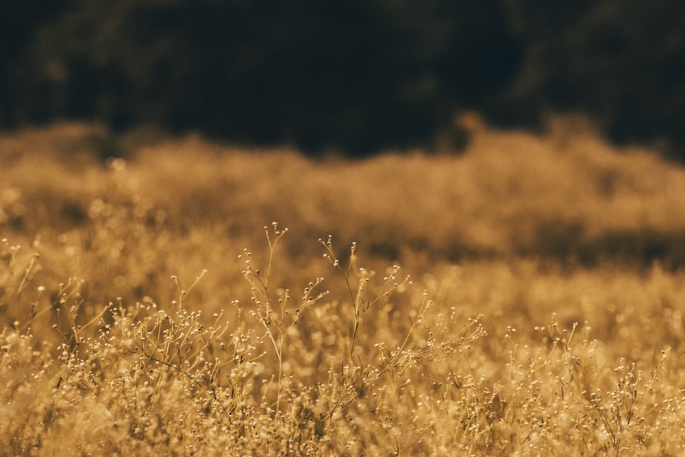 brown grass field